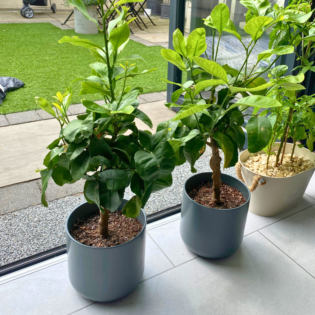 Mini Lemon Tree