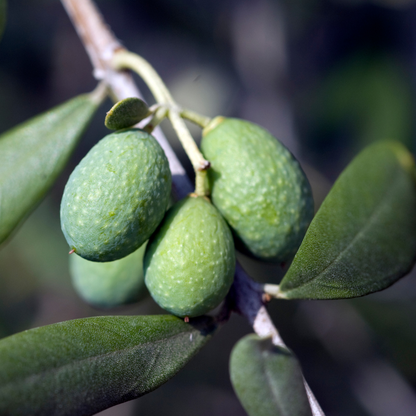 Mini Olive Tree