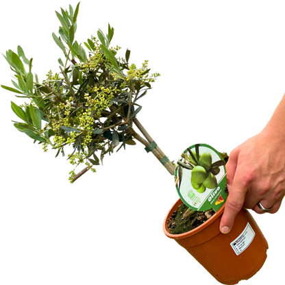 Mini Olive Tree