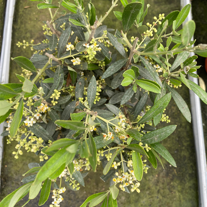 Mini Olive Tree
