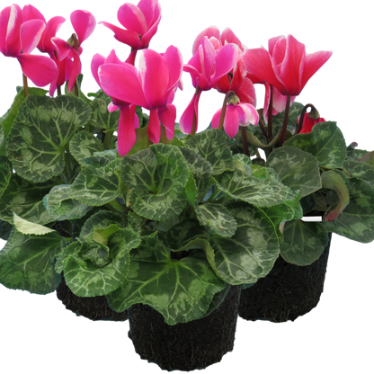 Large Cyclamen Bicolour Growers Selection