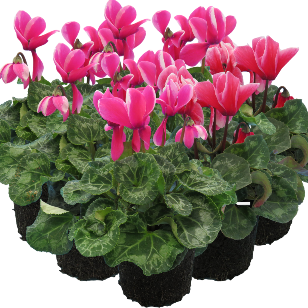 Large Cyclamen Bicolour Growers Selection