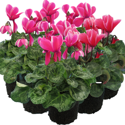 Large Cyclamen Bicolour Growers Selection