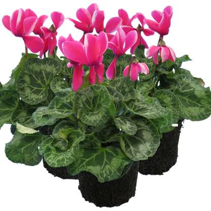 Cyclamen Bicolour Pink Flame