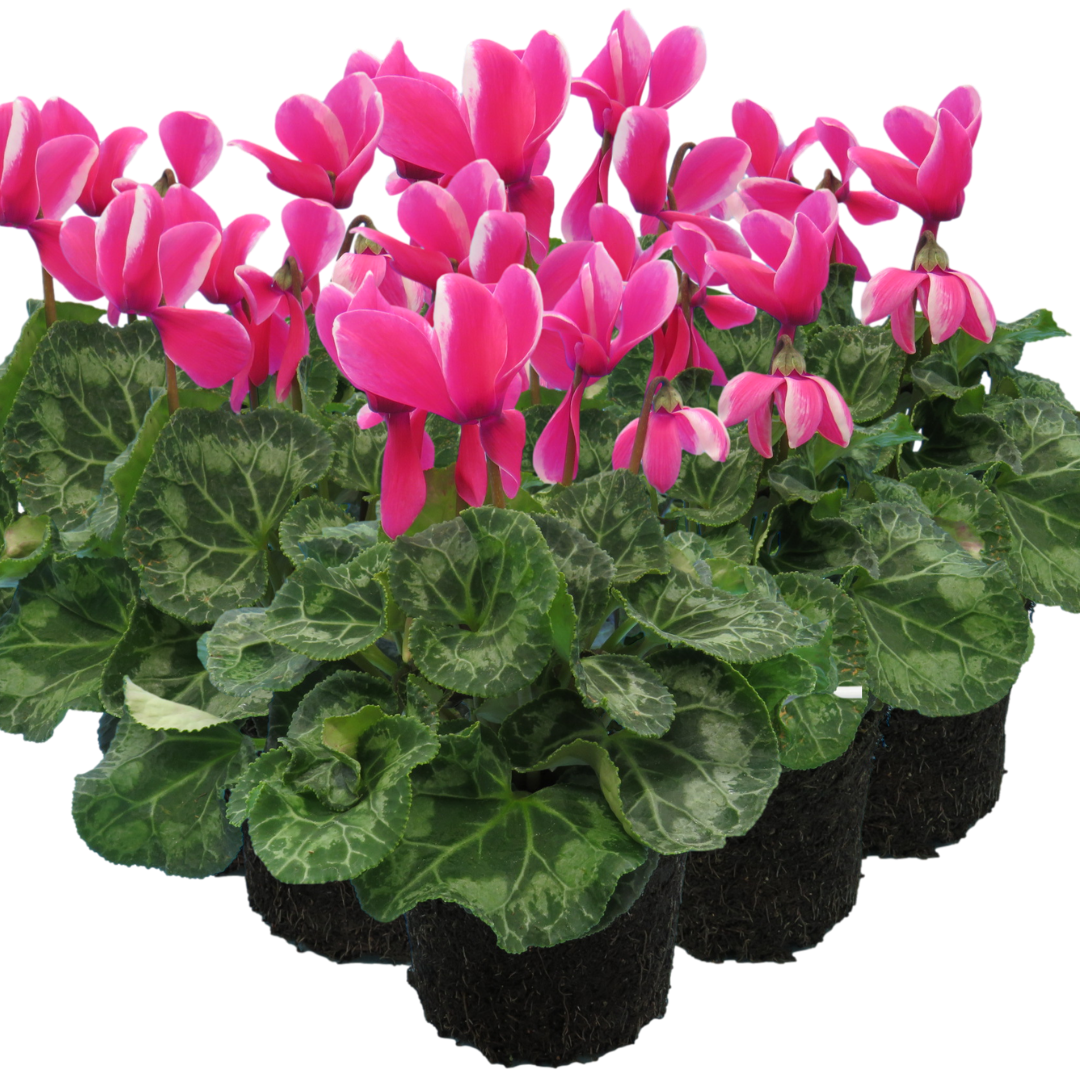 Cyclamen Bicolour Pink Flame
