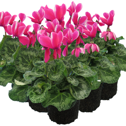 Cyclamen Bicolour Pink Flame