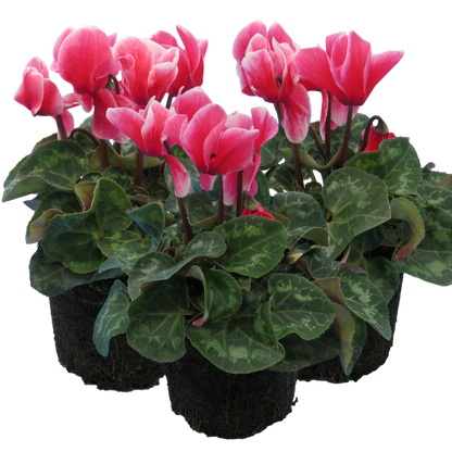 Cyclamen Bicolour Rouge Flame