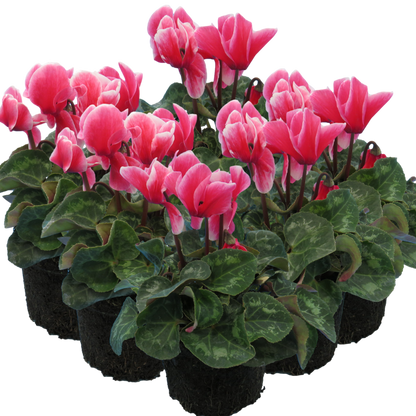 Cyclamen Bicolour Rouge Flame