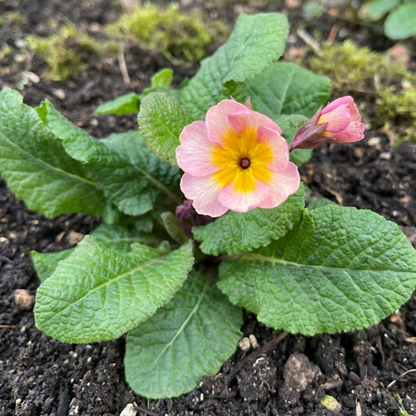 Polyanthus Stella Champagne