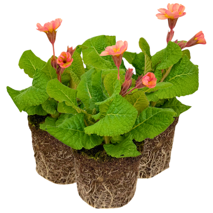 Polyanthus Stella Champagne