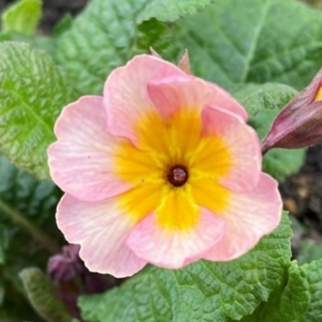 Polyanthus Stella Champagne