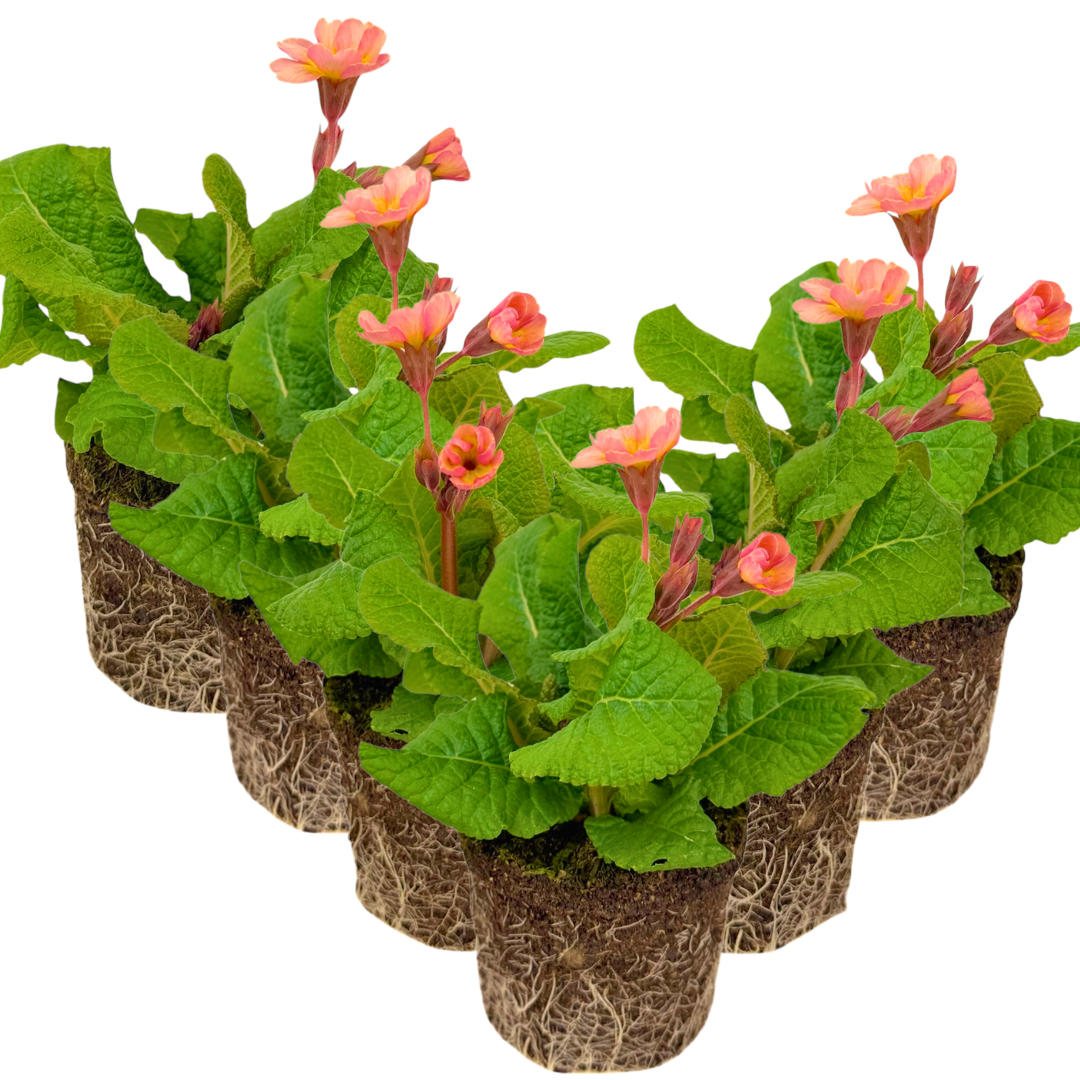 Polyanthus Stella Champagne