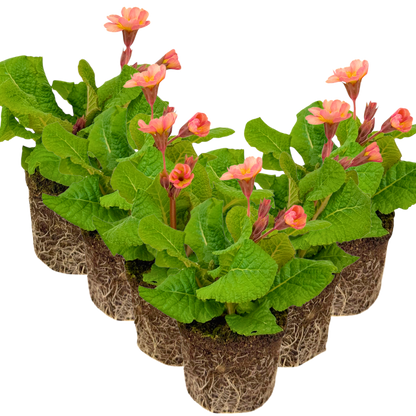Polyanthus Stella Champagne