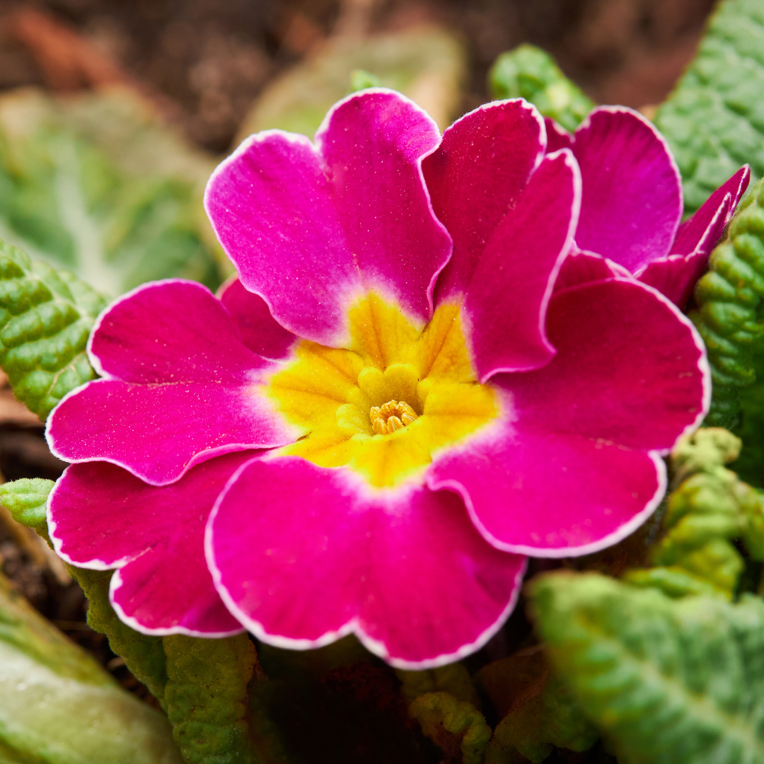 Polyanthus Stella Cherryade – preciousplantsuk