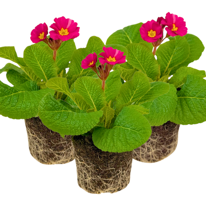 Polyanthus Stella Cherryade