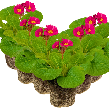 Polyanthus Stella Cherryade