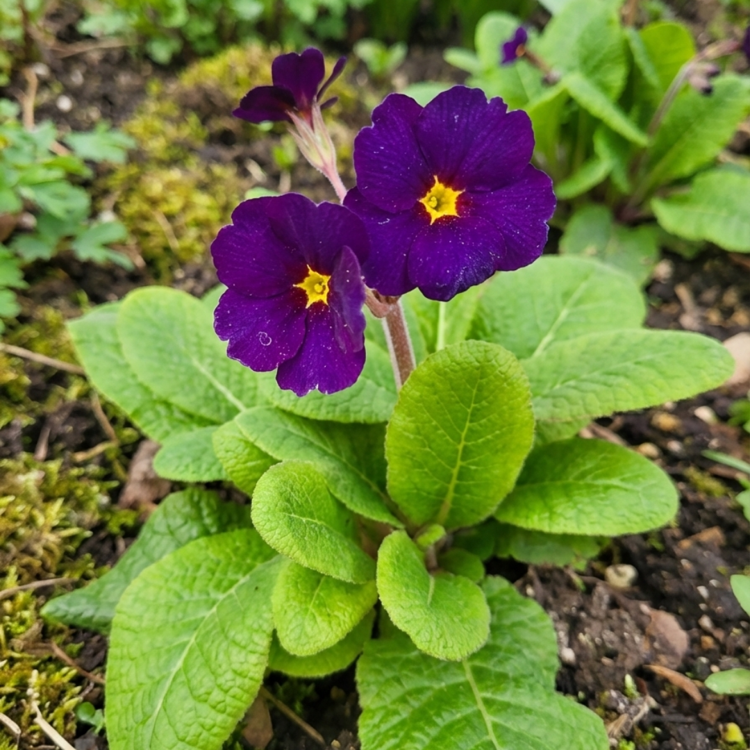 Polyanthus Stella Pheasant Eye