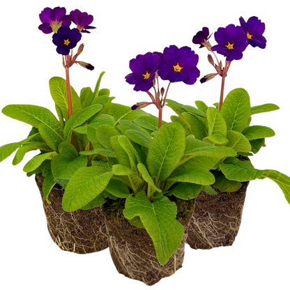 Polyanthus Stella Pheasant Eye