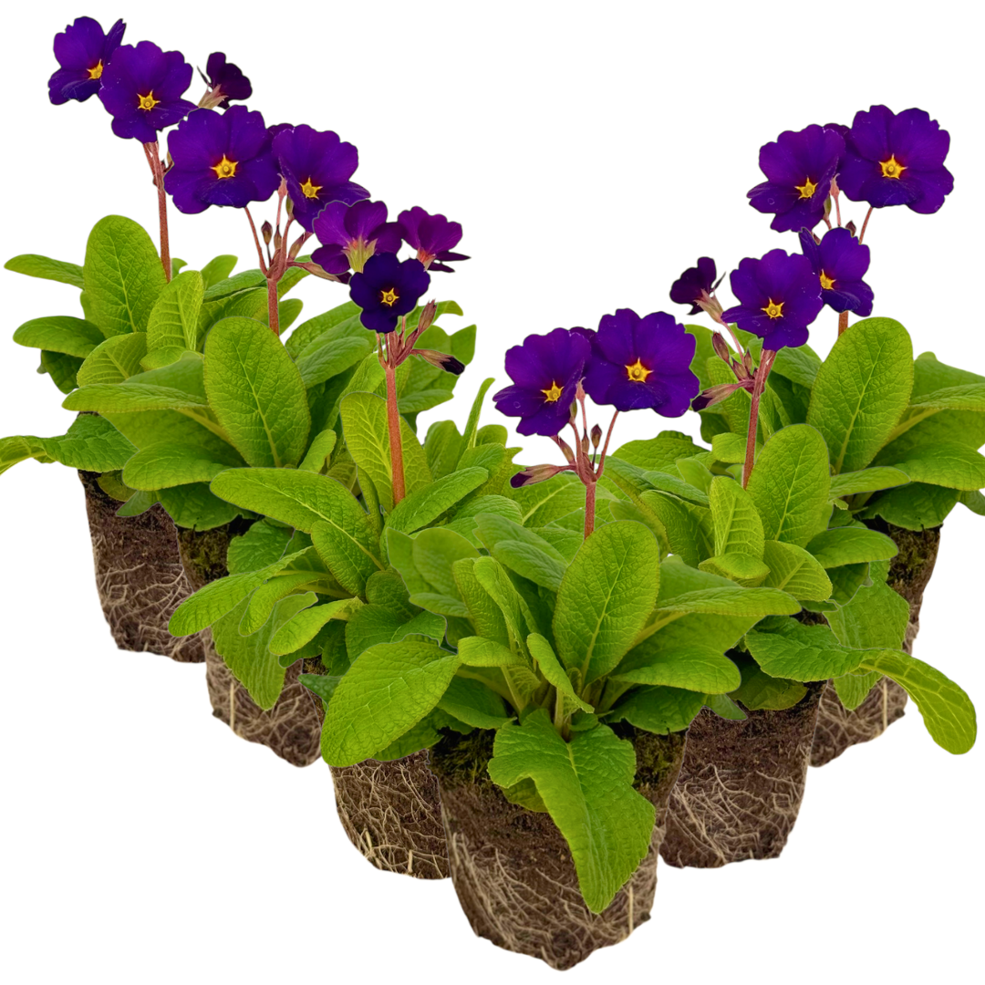 Polyanthus Stella Pheasant Eye