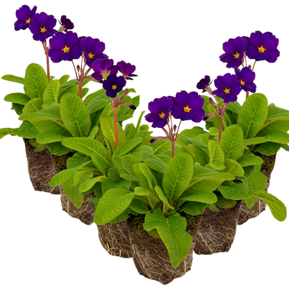 Polyanthus Stella Pheasant Eye