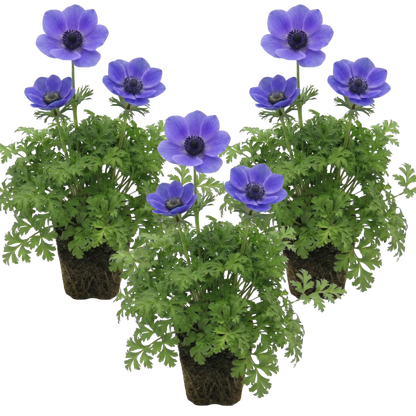 Set of 3 or 6 Garden Ready Plants – Anemone ‘Harmony Blue’, Ready to Plant in Your Garden