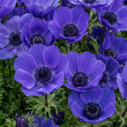 Set of 3 or 6 Garden Ready Plants – Anemone ‘Harmony Blue’, Ready to Plant in Your Garden