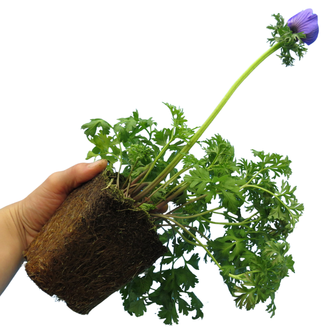 Set of 3 or 6 Garden Ready Plants – Anemone ‘Harmony Blue’, Ready to Plant in Your Garden