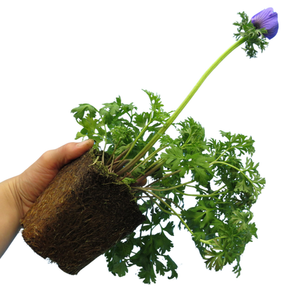 Set of 3 or 6 Garden Ready Plants – Anemone ‘Harmony Blue’, Ready to Plant in Your Garden