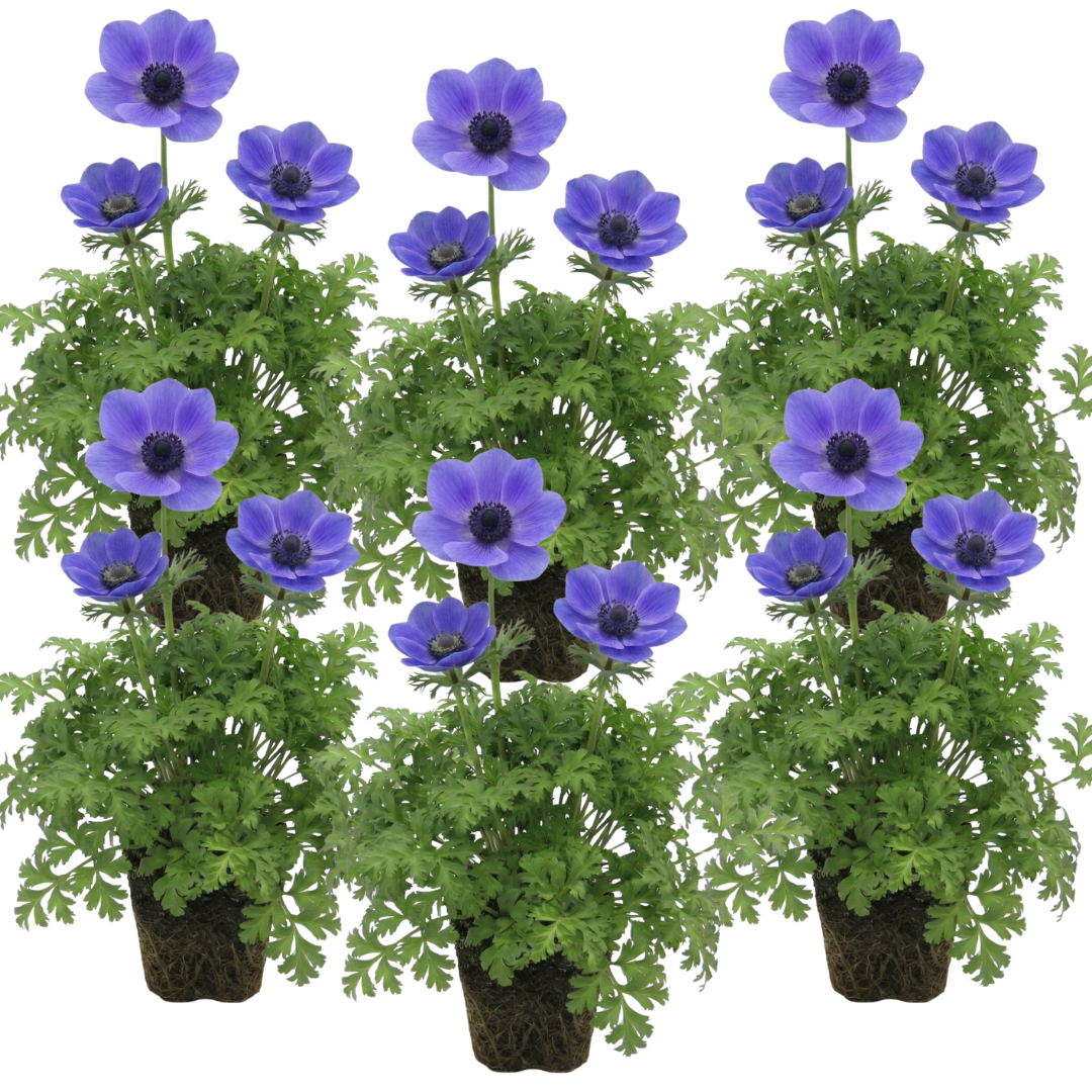Set of 3 or 6 Garden Ready Plants – Anemone ‘Harmony Blue’, Ready to Plant in Your Garden