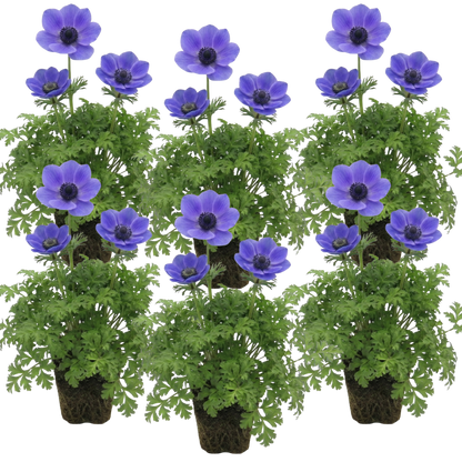 Set of 3 or 6 Garden Ready Plants – Anemone ‘Harmony Blue’, Ready to Plant in Your Garden