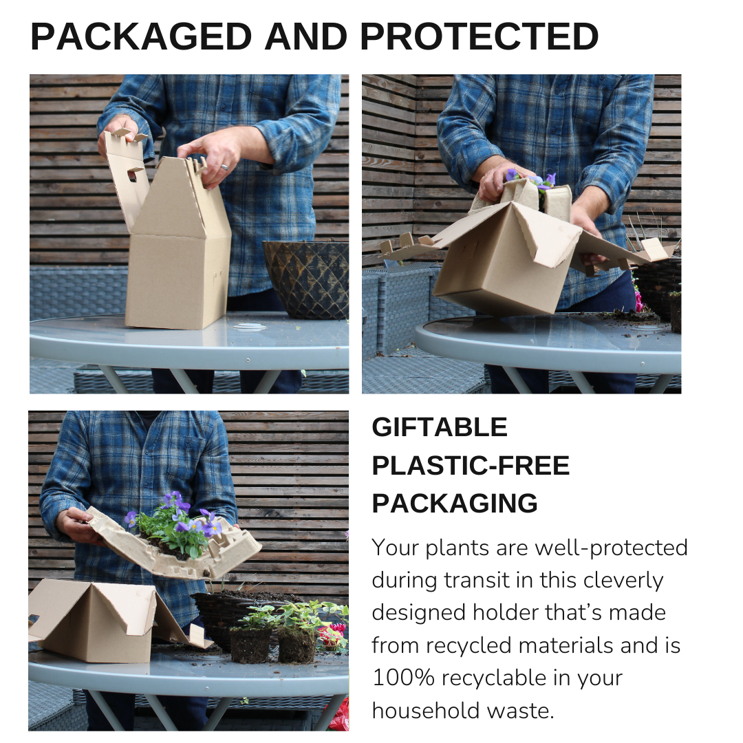 Set of 3 or 6 Garden Ready Plants – Anemone ‘Harmony Blue’, Ready to Plant in Your Garden