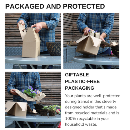 Set of 3 or 6 Garden Ready Plants – Anemone ‘Harmony Blue’, Ready to Plant in Your Garden