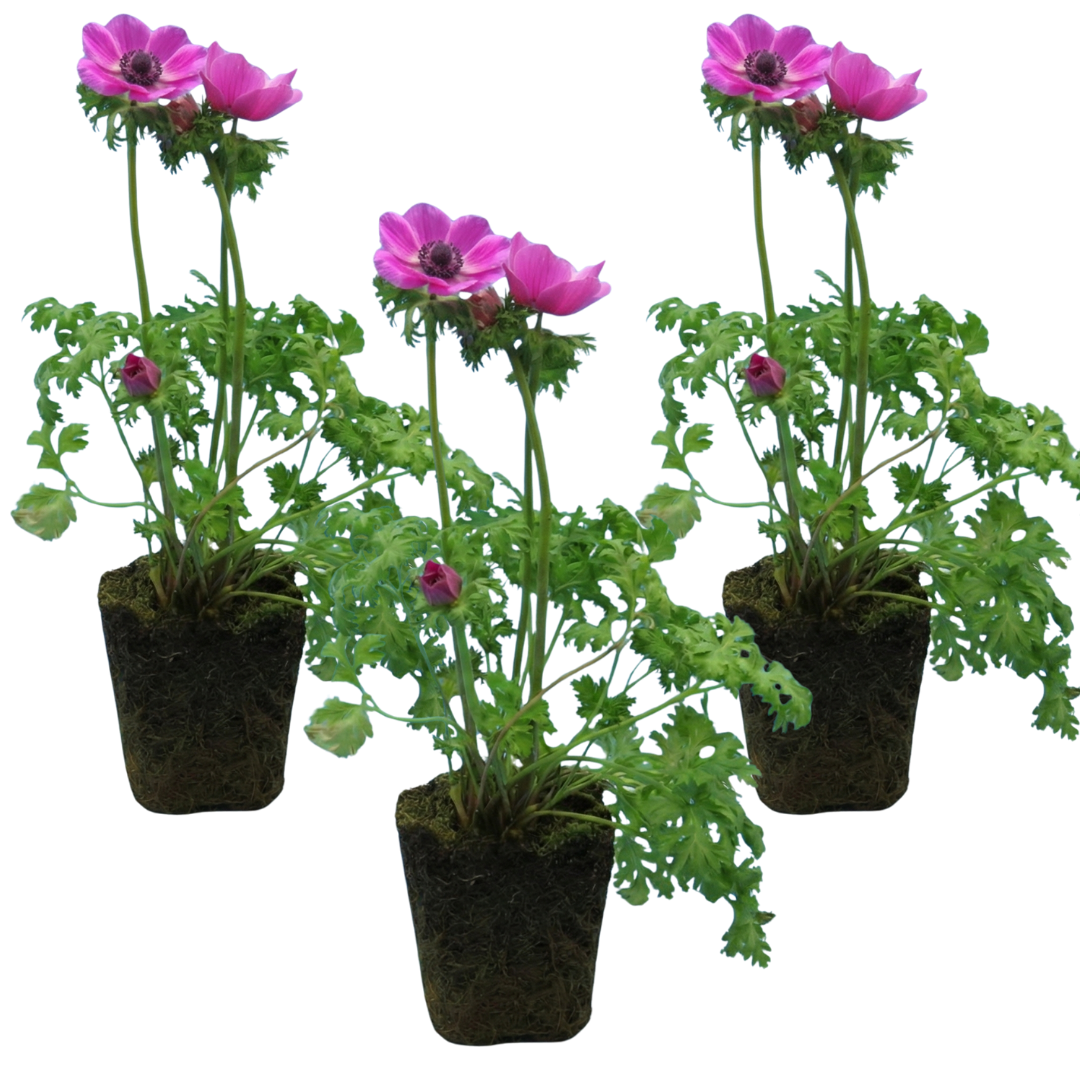 Set of 3 or 6 Garden Ready Plants – Anemone ‘Harmony Orchid’, Ready to Plant in Your Garden