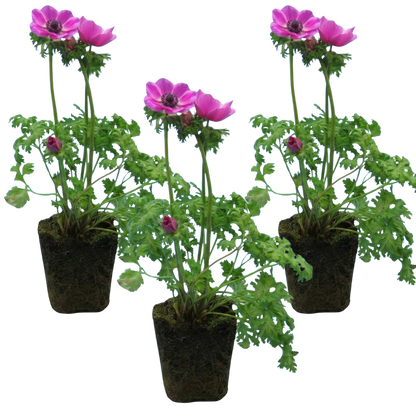 Set of 3 or 6 Garden Ready Plants – Anemone ‘Harmony Orchid’, Ready to Plant in Your Garden