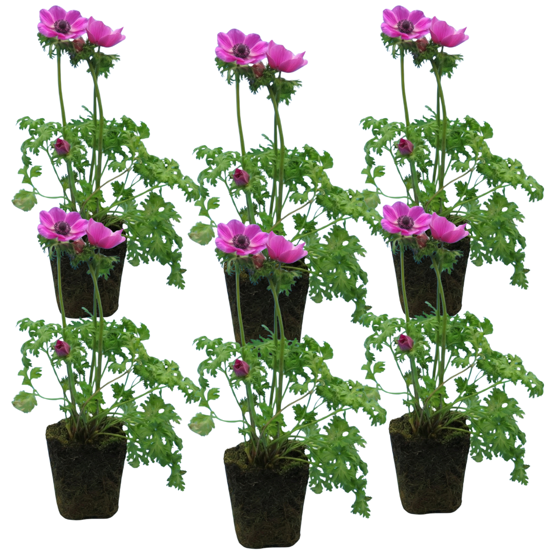 Set of 3 or 6 Garden Ready Plants – Anemone ‘Harmony Orchid’, Ready to Plant in Your Garden