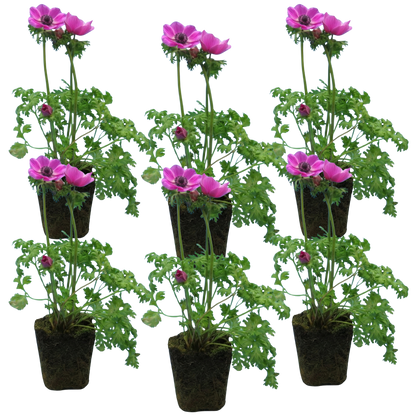 Set of 3 or 6 Garden Ready Plants – Anemone ‘Harmony Orchid’, Ready to Plant in Your Garden