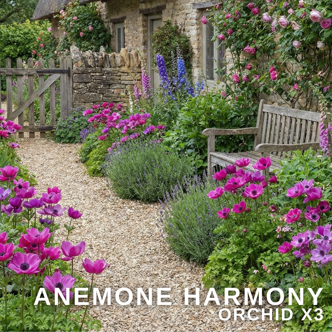 Set of 3 or 6 Garden Ready Plants – Anemone ‘Harmony Orchid’, Ready to Plant in Your Garden