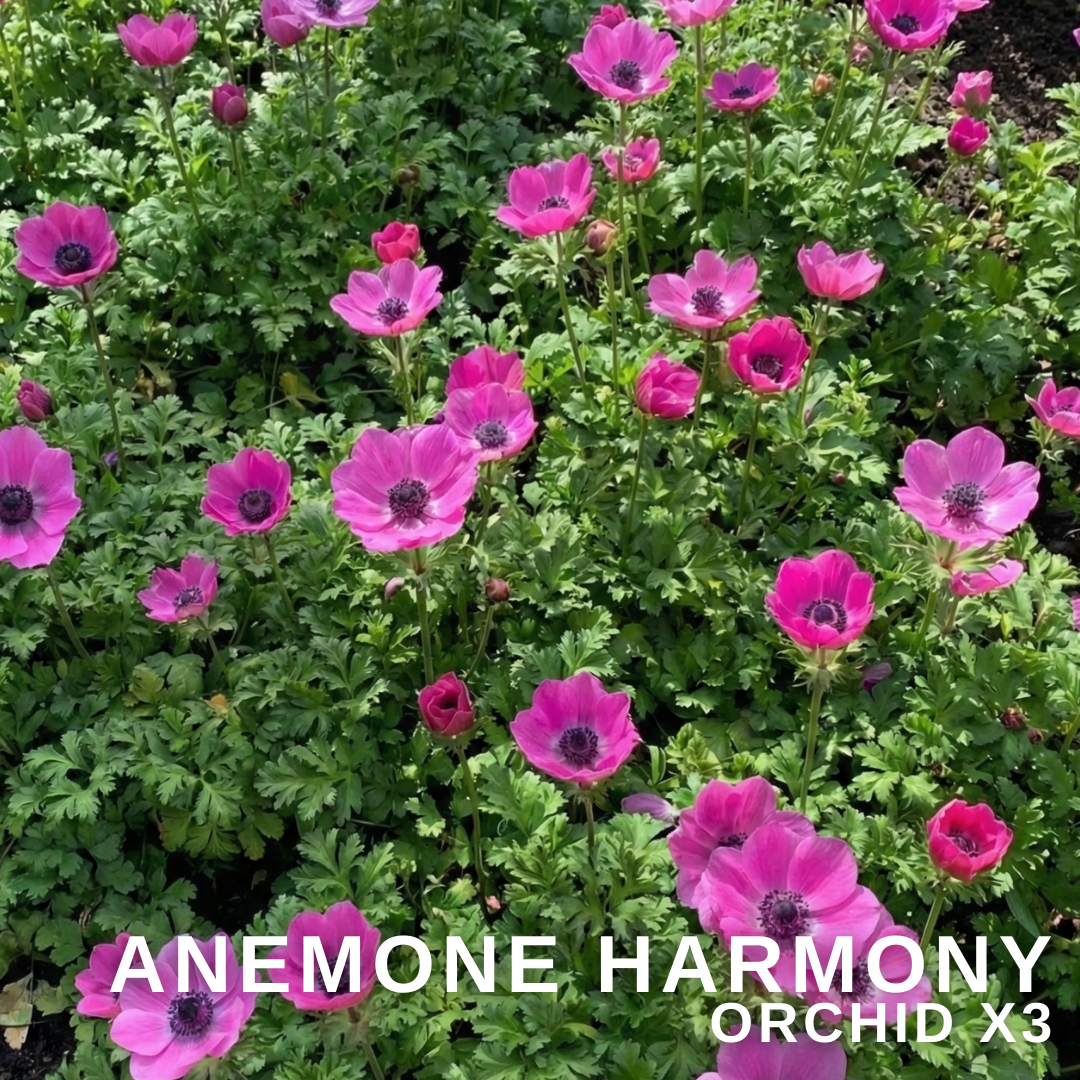 Set of 3 or 6 Garden Ready Plants – Anemone ‘Harmony Orchid’, Ready to Plant in Your Garden