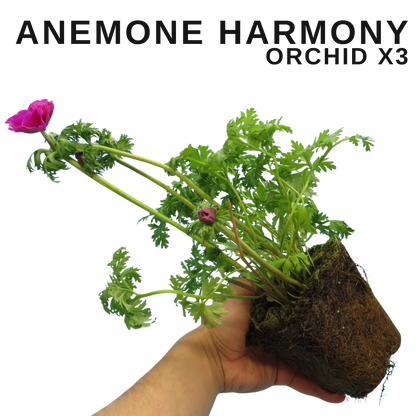 Set of 3 or 6 Garden Ready Plants – Anemone ‘Harmony Orchid’, Ready to Plant in Your Garden