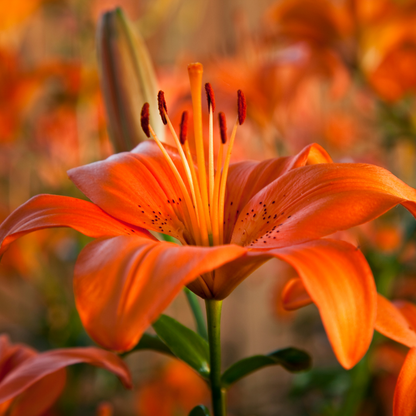 Set of 3 or 6 Large Garden Lily Plants - Asiatic Lily Orange, Ready to Plant in Your Garden