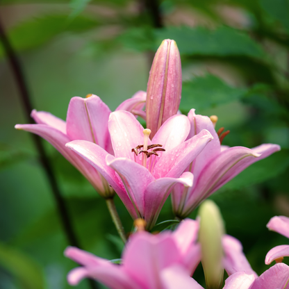 Set of 3 or 6 Large Garden Lily Plants - Asiatic Lily Pink, Ready to Plant in Your Garden