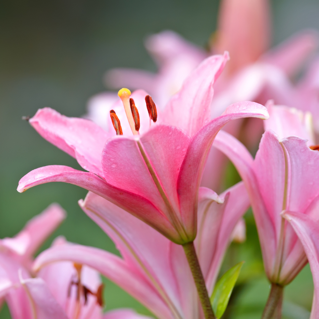 Set of 3 or 6 Large Garden Lily Plants - Asiatic Lily Pink, Ready to Plant in Your Garden