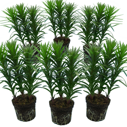 Set of 3 or 6 Large Garden Lily Plants - Asiatic Lily Red, Ready to Plant in Your Garden