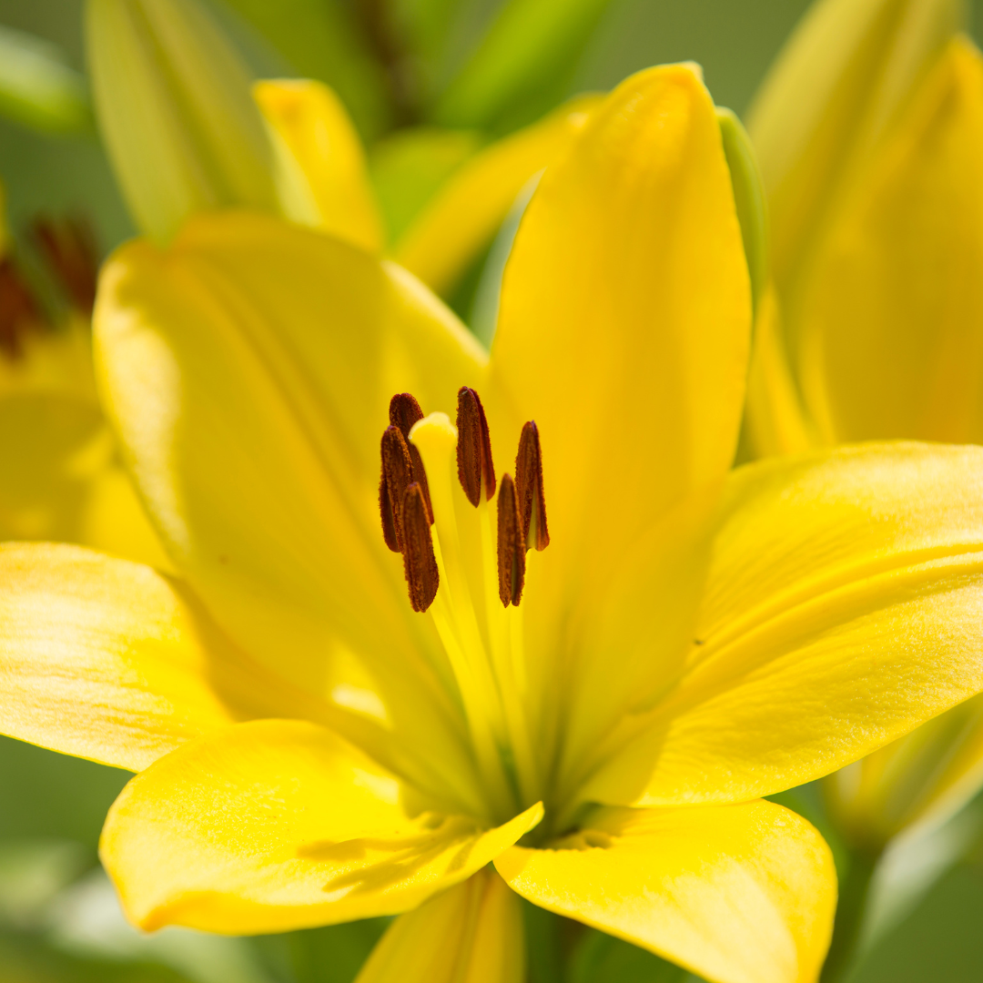 Set of 3 or 6 Large Garden Lily Plants - Asiatic Lily Yellow, Ready to Plant in Your Garden