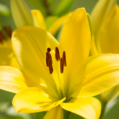 Set of 3 or 6 Large Garden Lily Plants - Asiatic Lily Yellow, Ready to Plant in Your Garden