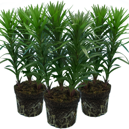 Set of 3 or 6 Large Garden Lily Plants - Asiatic Lily Yellow, Ready to Plant in Your Garden