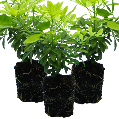 Set of 3 or 6 Large Plants - Choisya Sundance, Ready to Plant in Your Garden, Peat-Free