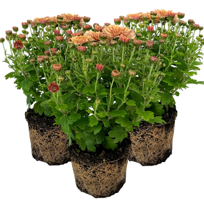Chrysanthemum Orange