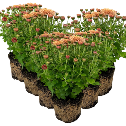 Chrysanthemum Orange