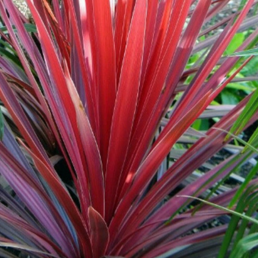 Cordyline Red Star